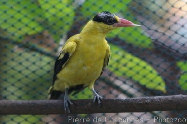 Black-naped oriole