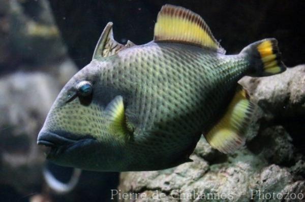 Titan triggerfish