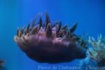 Ornate upside-down jellyfish