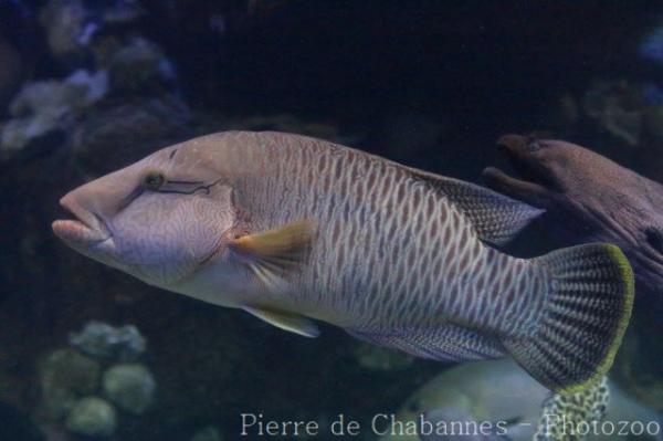 Humphead wrasse