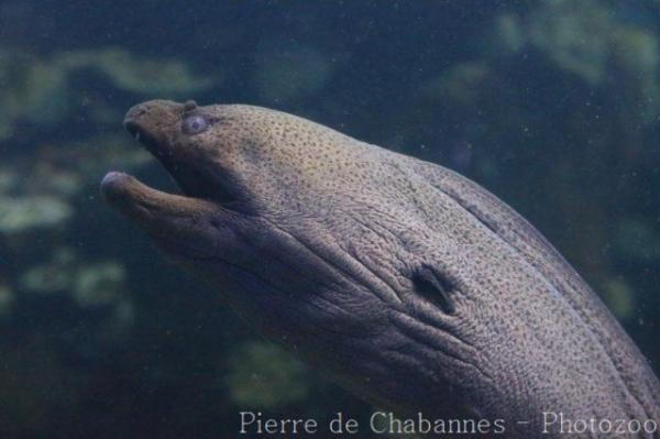 Giant moray