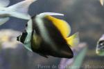 Singular bannerfish