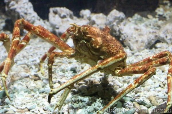 Japanese spider crab