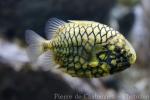 Japanese pineapplefish