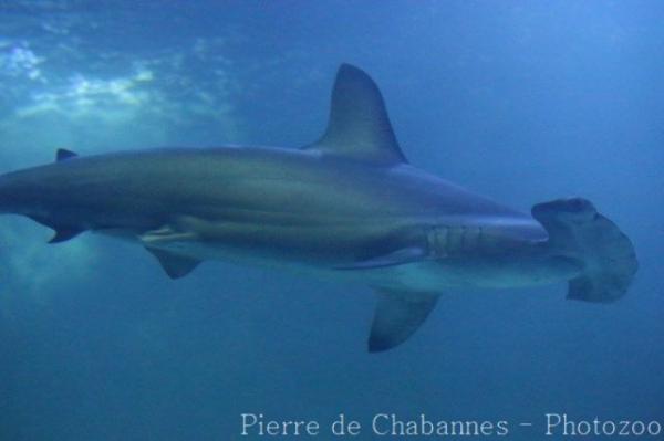 Scalloped hammerhead