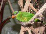 Mindanao lorikeet