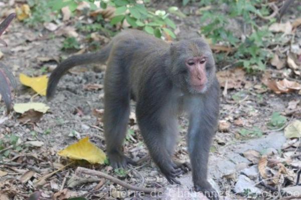 Formosan rock macaque