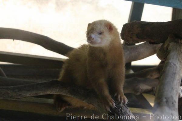 Japanese marten