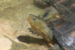 Chinese stripe-necked turtle