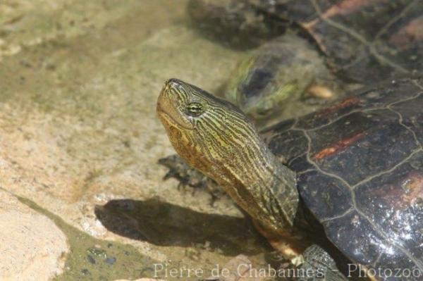 Chinese stripe-necked turtle