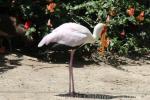 Yellow-billed stork