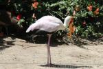 Yellow-billed stork