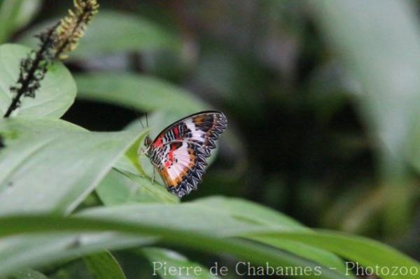 Philippine lacewing