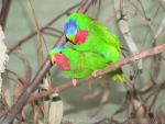 Blue-crowned lorikeet