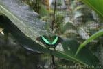 Emerald swallowtail