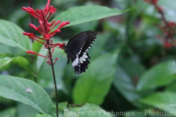 Common mormon
