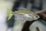 Yellowtail tetra