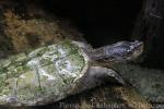 Common snapping turtle