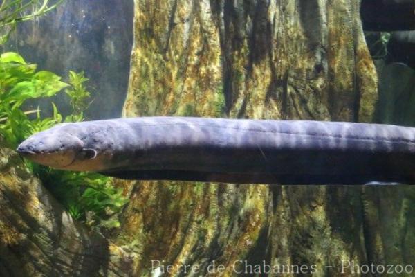 Electric eel