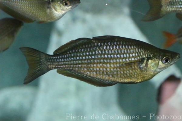 Murray river rainbowfish