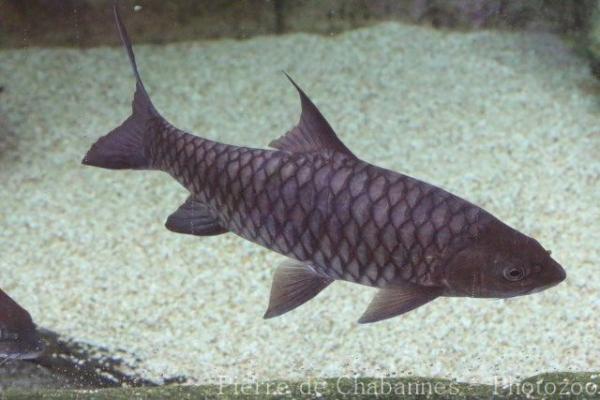 Humpback mahseer