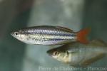 Eastern rainbowfish