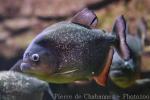 Red-bellied piranha