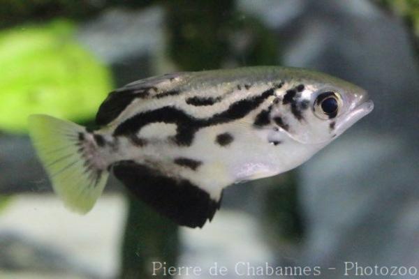 Zebra archerfish