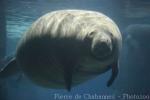 Antillean manatee