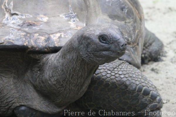 Aldabra giant tortoise