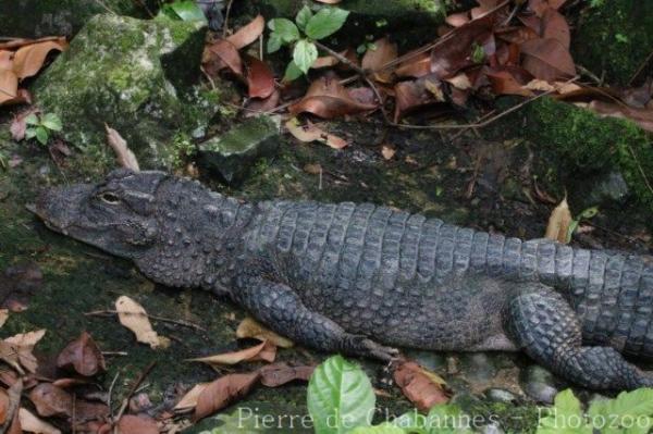 Chinese alligator