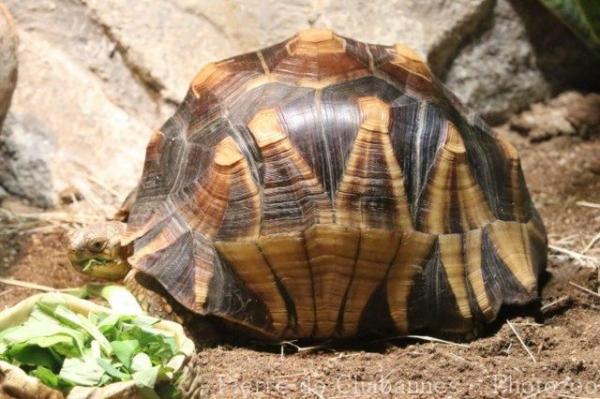 Ploughshare tortoise