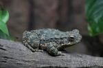 Asian giant toad