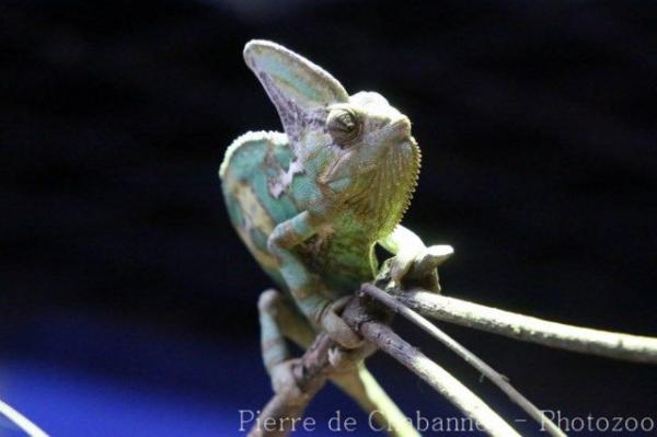 Veiled chameleon