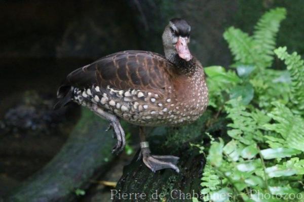 Spotted whistling-duck