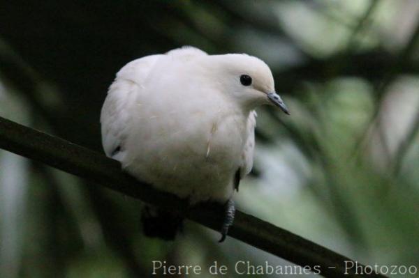 Pied imperial-pigeon