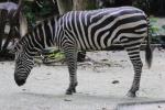 Grant's zebra