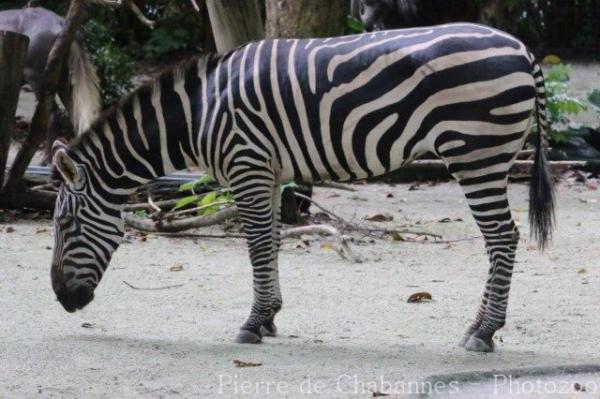 Grant's zebra