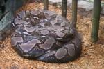 Reticulated python