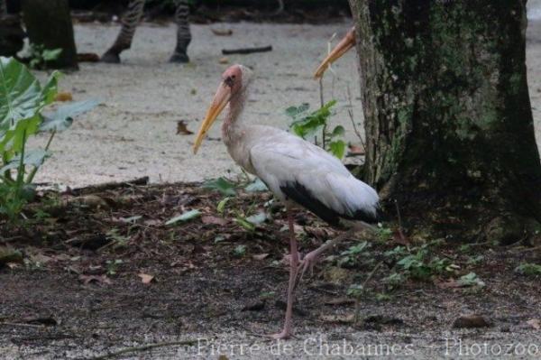 Milky stork