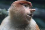 Proboscis monkey