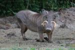 Desert warthog