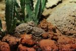 Regal horned-lizard