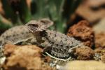 Regal horned-lizard