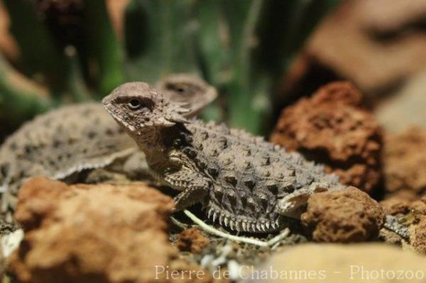 Regal horned-lizard