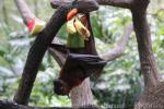 Large flying-fox