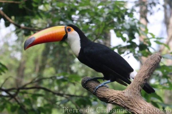 Toco toucan