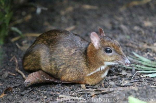 Lesser oriental chevrotain