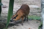 Greater oriental chevrotain