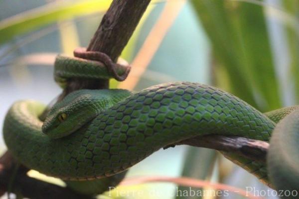 Large-eyed pitviper